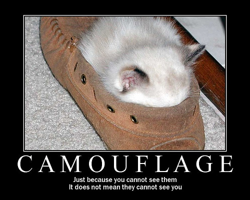 camouflagekitten.jpg